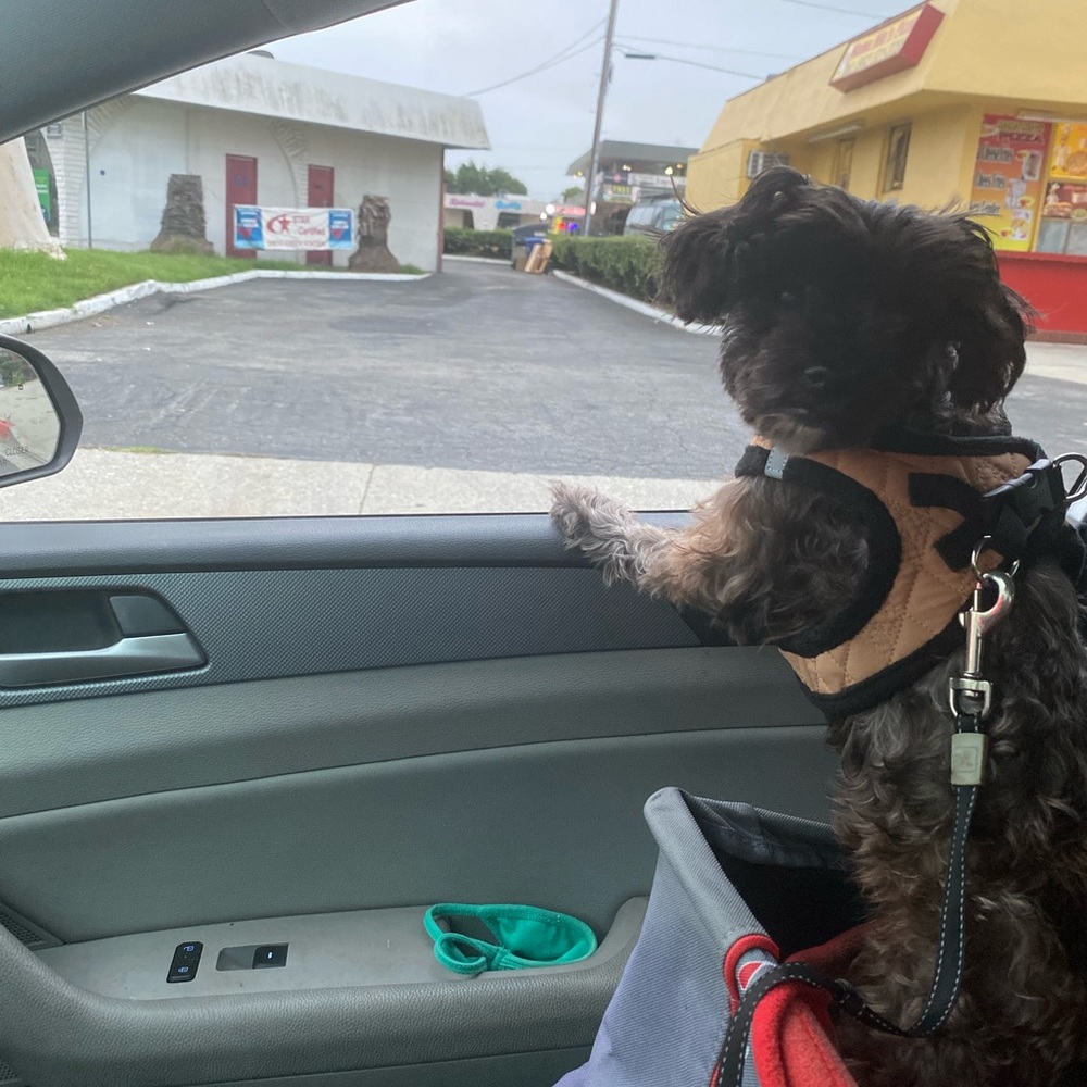 My fur baby